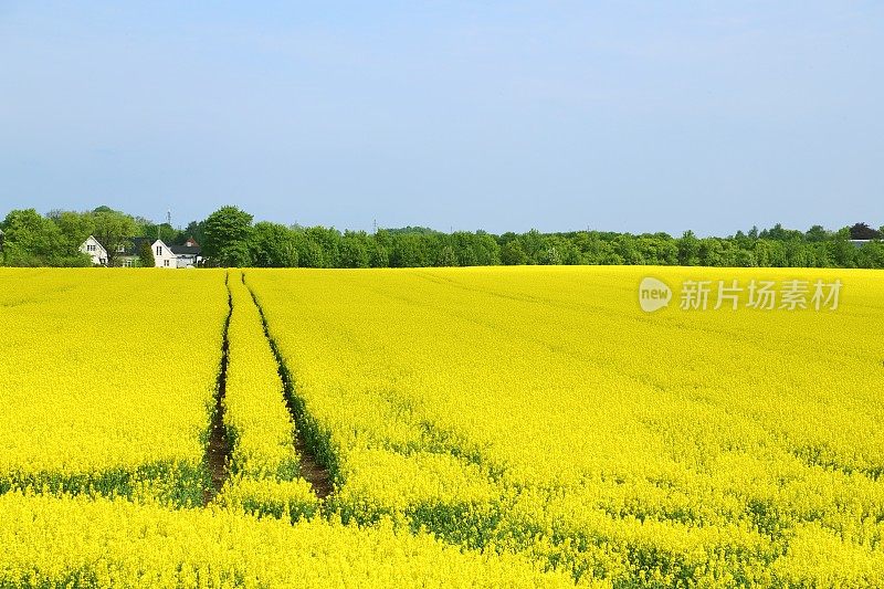 黄油油菜田(Brassica napus ssp.)